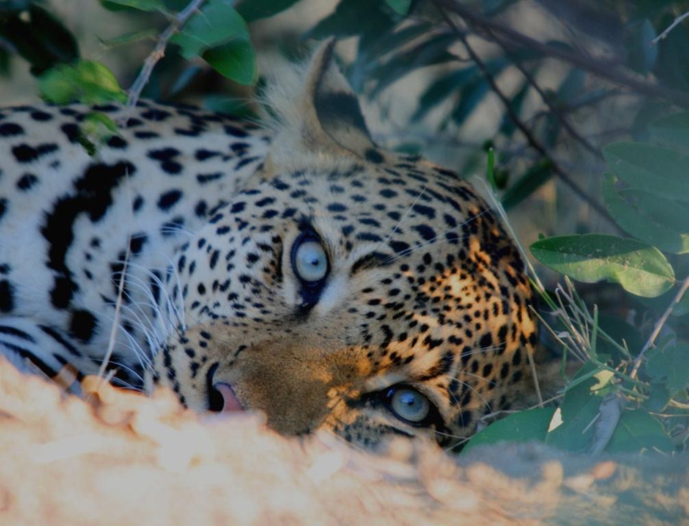Kambaku Safari Lodge Timbavati viltreservat Exteriör bild